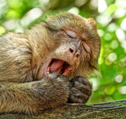 La Montagne des Singes de Kintzheim - Alsace - 07/05/18