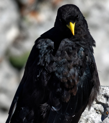 Chocard à bec jaune - Dent d’Oche - Haute-Savoie - 27/07/20
