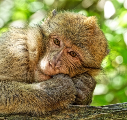 La Montagne des Singes de Kintzheim - Alsace - 07/05/18