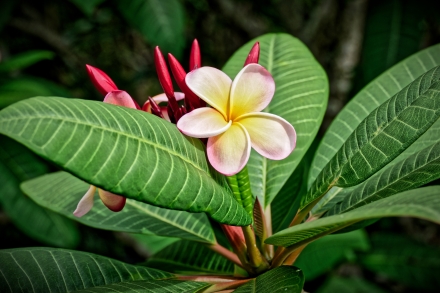 Frangipanier - La Réunion 2023