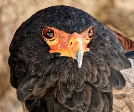 Volerie des aigles de Kintzheim - Alsace - 07/05/18