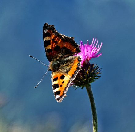 Papillon à la Pointe de Tréchauffex - Haute-Savoie - 23/06/20