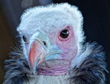 Volerie des aigles de Kintzheim - Alsace - 07/05/18