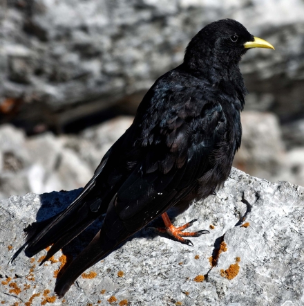 Chocard à bec jaune - Dent d’Oche - Haute-Savoie - 27/07/20