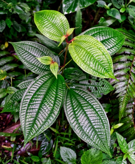 Tibouchina urvilleana (Tibouchine) - Végétation - La Réunion - Janvier 2020
