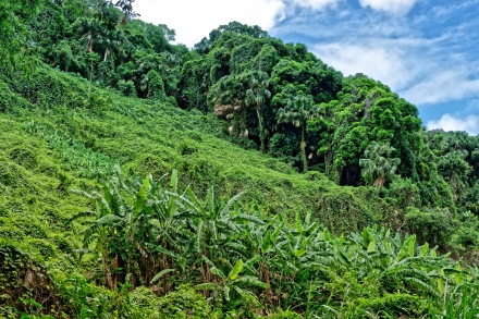 Du côté de la Cascade Niagara - Sainte-Suzanne - La Réunion 2023
