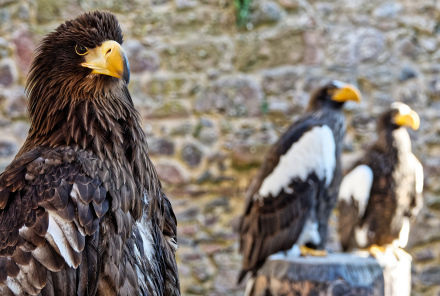 Volerie des aigles de Kintzheim - Alsace - 07/05/18
