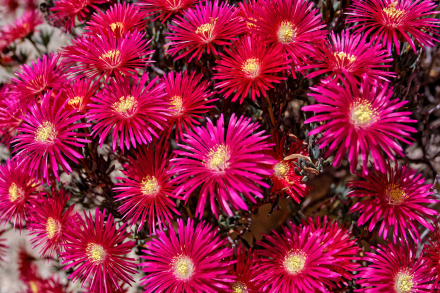 25-05-22 - Pourpier Vivace