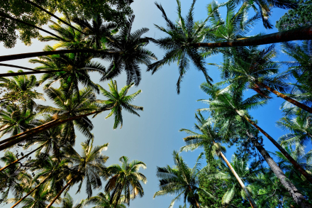 Palmiers - Anse des cascades - Sainte Rose - La Réunion 2023