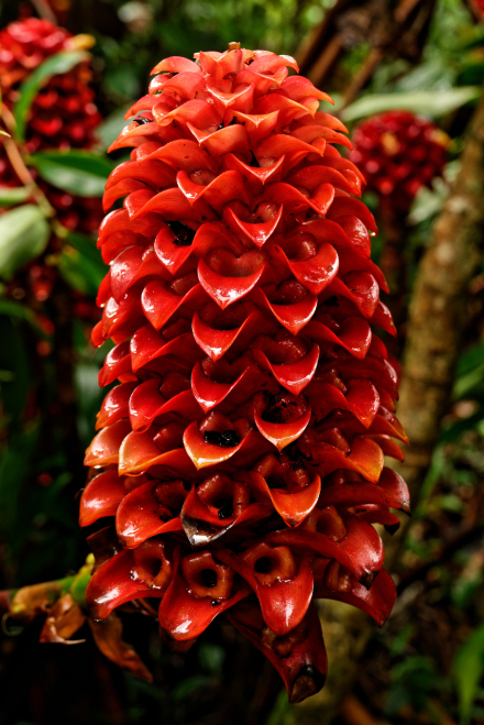 Costus barbatus (Spiral Ginger) - Végétation - La Réunion - Janvier 2020