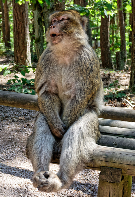 La Montagne des Singes de Kintzheim - Alsace - 07/05/18