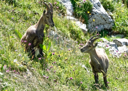 Bouquetins - Dent d’Oche - Haute-Savoie - 27/07/20