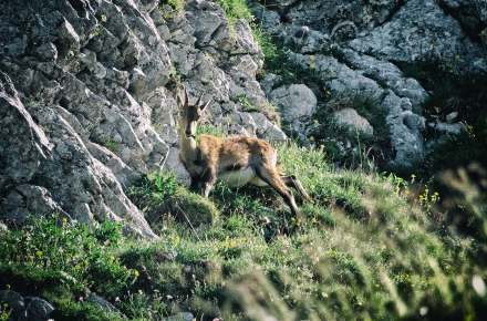 Un petit bouquetin - Dent d’Oche - Haute-Savoie - 27/07/20