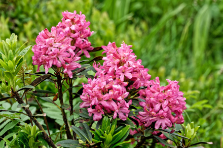 Rhododendron ferrugineux - Les Lindarêts - Montriond - Haute-savoie - 24/06/21