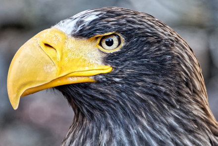 Volerie des aigles de Kintzheim - Alsace - 07/05/18