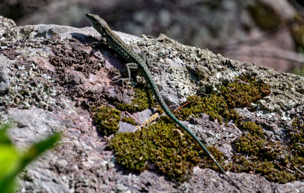 24-05-22 - Lézard dans la vallée du Fango