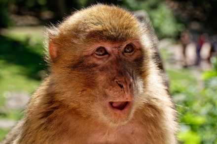 La Montagne des Singes de Kintzheim - Alsace - 07/05/18