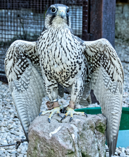 Volerie des aigles de Kintzheim - Alsace - 07/05/18