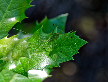 24-05-22 - Petite Sauterelle dans la vallée du Fango