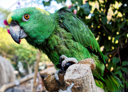 Un Perroquet dans un bar à cocktails de Cala d’Or - Majorque - Espagne - 21/08/16