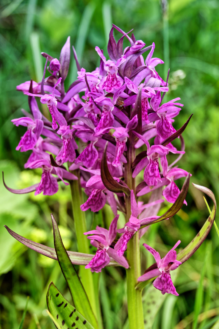 Orchis Alpestre - Les Lindarêts - Montriond - Haute-savoie - 24/06/21
