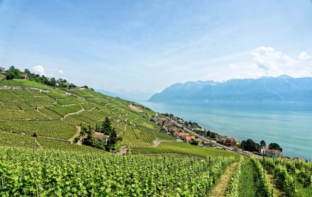 Le Vignoble de Lavaux - Villette - Canton de Vaud - Suisse - 17/06/21