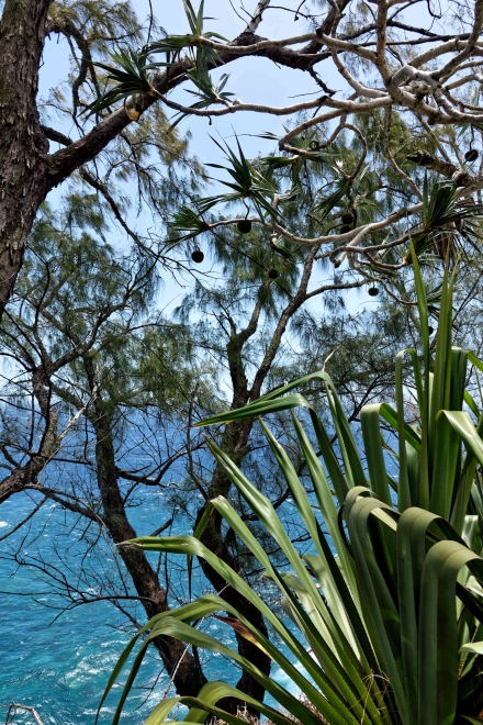 Cap Jaune - La Réunion - Janvier 2023