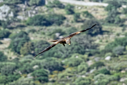 20-05-22 - Milan Royal dans le ciel Corse