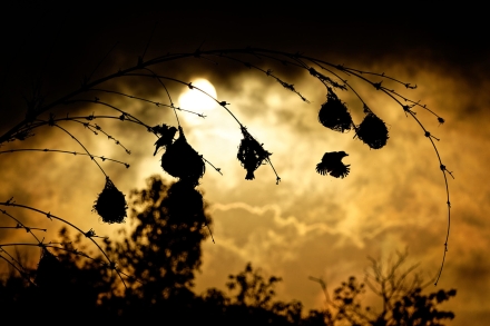 Nids de Belliers - Saint-Paul - La Réunion - 15/01/20