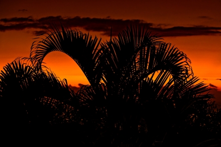 Palmier au coucher de soleil - La Réunion 2023