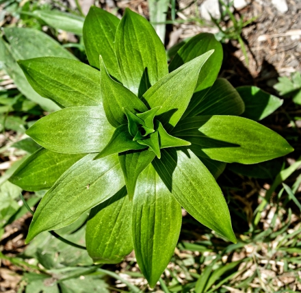 Gentiane - Pointe de Trechauffex - Haute-Savoie - 29-05-21