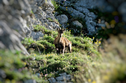 Un petit bouquetin - Dent d’Oche - Haute-Savoie - 27/07/20