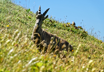 Bouquetin - La Dent d’Oche - Bernex - Haute-Savoie - Août 2023