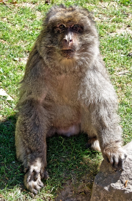 La Montagne des Singes de Kintzheim - Alsace - 07/05/18