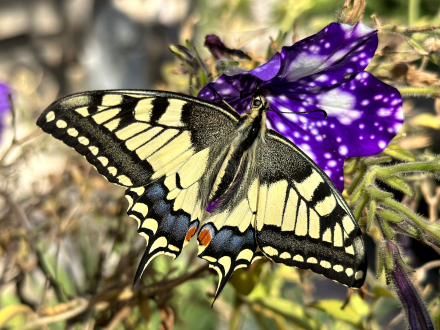 Le Papillon Machaon - Lullin - Haute-Savoie - Août 2023