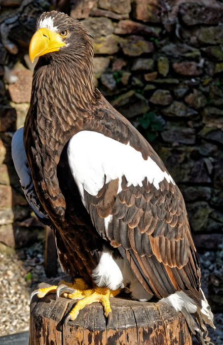 Volerie des aigles de Kintzheim - Alsace - 07/05/18