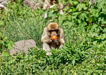 La Montagne des Singes de Kintzheim - Alsace - 07/05/18