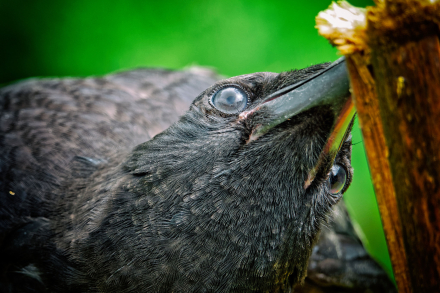 Corbeau (ou Corneille) - Bellevaux - Haute-Savoie - 13-07-21
