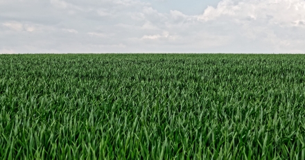 Eglingen - Alsace - 05/05/18