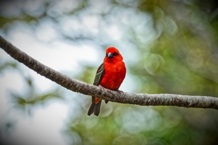 Le foudi rouge (Cardinal) - La Reunion 2023