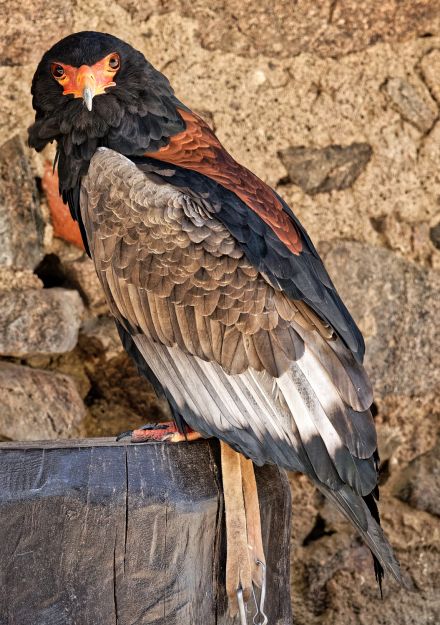Volerie des aigles de Kintzheim - Alsace - 07/05/18