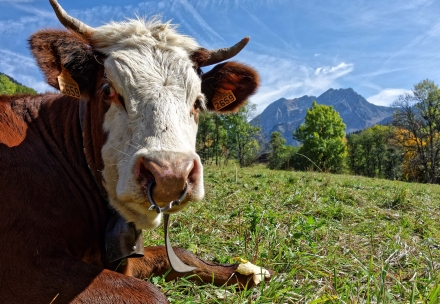 Une vache prend la pause face au Roc d’Enfer à La Chèvrerie - Bellevaux - Haute-Savoie - 29/09/17