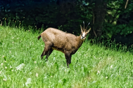 Un Chamois en bord de route - Les Haut-de-Caux - Suisse - 17/06/21