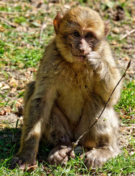 La Montagne des Singes de Kintzheim - Alsace - 07/05/18