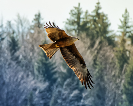 Milan Royal dans le ciel de Reyvroz - Haute-Savoie - 04/04/21