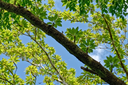 Terminalia Catappa - La Réunion - Janvier 2023