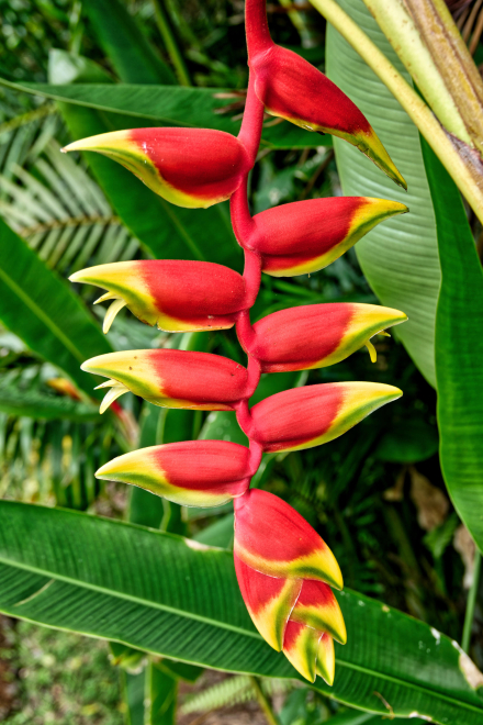 Héliconia rostré - La Réunion - Janvier 2023