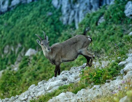 Bouquetin - La Dent d’Oche - Bernex - Haute-Savoie - Août 2023