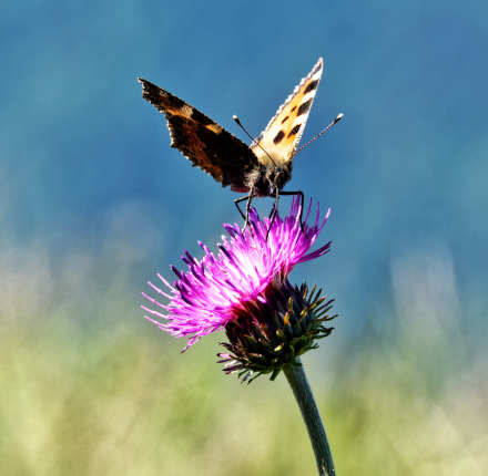 Papillon à la Pointe de Tréchauffex - Haute-Savoie - 23/06/20