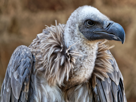 Volerie des aigles de Kintzheim - Alsace - 07/05/18